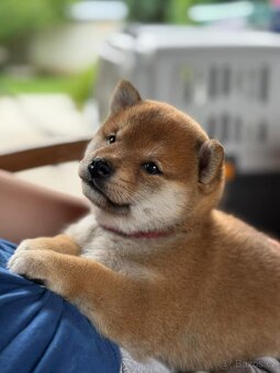 Prodej shiba s PP - 2