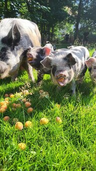 Prodám sele Kune Kune - 2