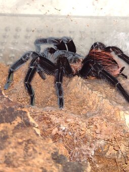 Sklípkan Brachypelma Vagans - 2
