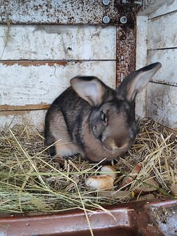 Prodám samce a samici - 2