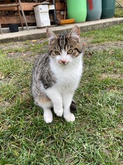 Darujeme koťata - 2