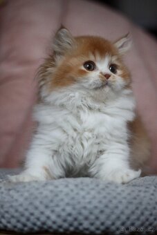 Britský kocourek s PP - 2