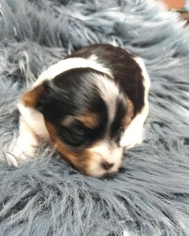 Biewer a black and tan Yorkshire Terrier s rodokmenem PP - 2