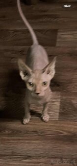 Kanadský sphynx bez PP - 2