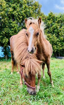 Poníci na prodej - 2