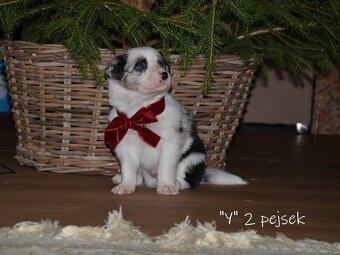 Pejsci border kolie - 2