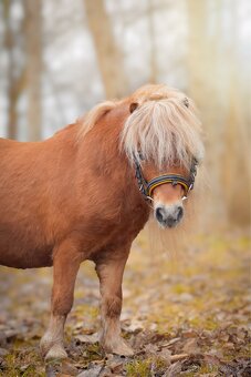 Připouštění hřebcem Shetland pony - 2