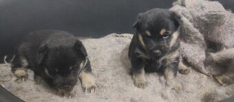 Štěňátko Shiba inu - 2