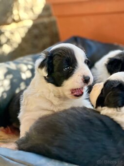 Top štěňata Border kolie s PP - 2