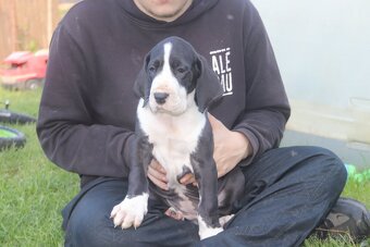 Německá doga s pp FCI - 2