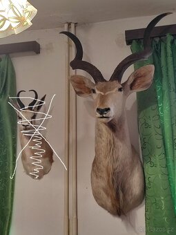 Trofej Kudu Velký - 2
