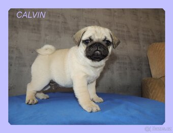 MOPS s PP. - 2