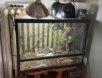 Chameleony, pár-samec a samica plus vybavenie - 2