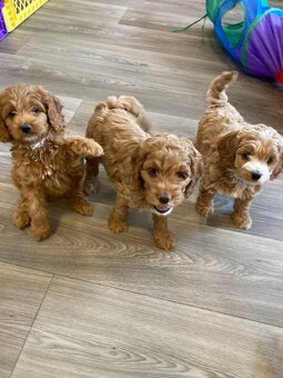 Maltipoo - 2
