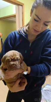 Bordeauxská doga, štěňata - 2