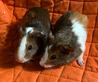 Morčata samečci - 2