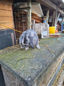 FRANCOUZSKÝ BERAN - 2