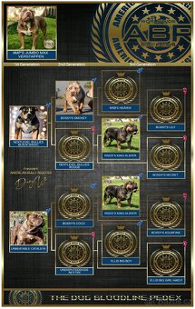 Krycí pes American bully XL / XXL - 2