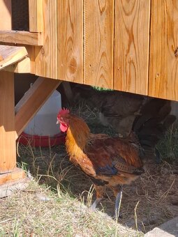 Česká zlatá kropenka - 2