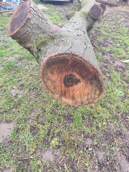 Prodám kmen ořechu - 2