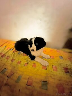 Border kolie - fenka - 2