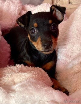 Pražský krysařík - 2