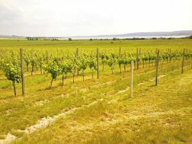 Exkluzivní prodej certifikovaného vinařství na Moravě - vini - 2
