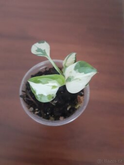 Epipremnum Manjula - 2