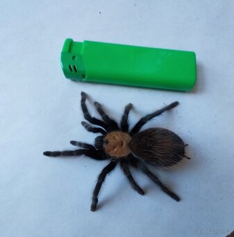 Sklípkan Brachypelma albiceps - samička - 2