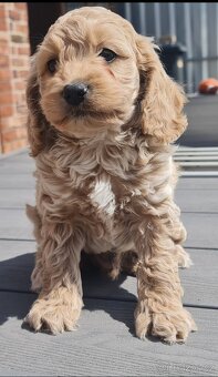 Cockapoo Cavapoo Maltipoo pudel - 2