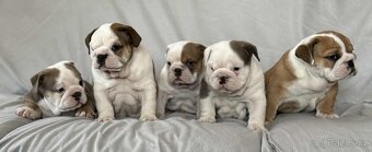 Anglicky Bulldog - 2