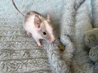 Osmák degu - mláďata - 2