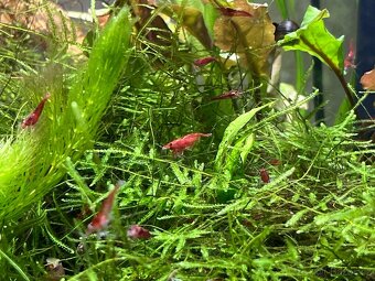 Krevetka red sakura - 2
