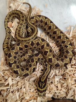 Užovka dvouskvrnná - Elaphe bimaculata - 2