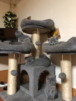 Britská modrá koťátka - 2