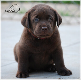 Labrador retriever - krásná čokoládová a černá štěňátka s PP - 2