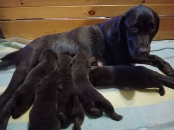 Labradorský retrívr štěně - 2
