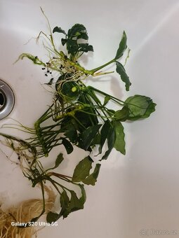 Akvarijní rostliny - 2