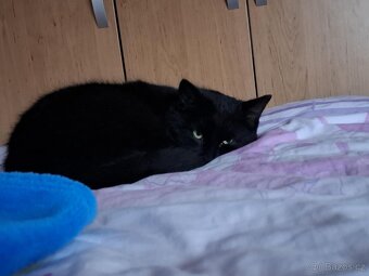 Hledá se domov pro 2 černá koťata - 2