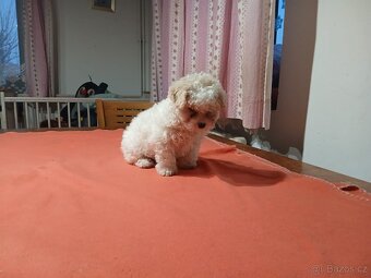 Boloňský psík bez PP - 2