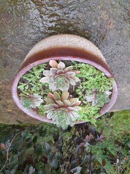 Keramická miska osazená sukulenty - 2