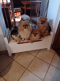 Pomeranian/Zwergspitz s PP - 2