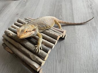 Agama vousatá - samci - 2