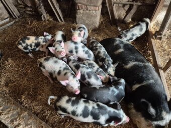 Kune kune - 2