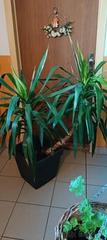 Pokojovka Yucca (Juka) - 2