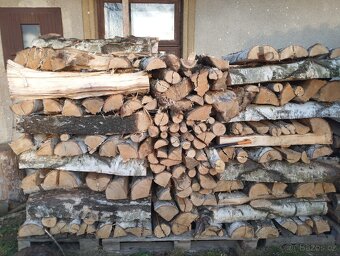 Štípaná bříza - 2