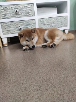Shiba inu s PP - 2
