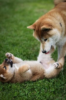 Shiba inu s PP - 2