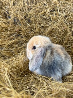 Mini lop zakrslí beránci - 2