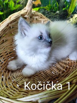 Ragdoll koťátka bez PP - 2